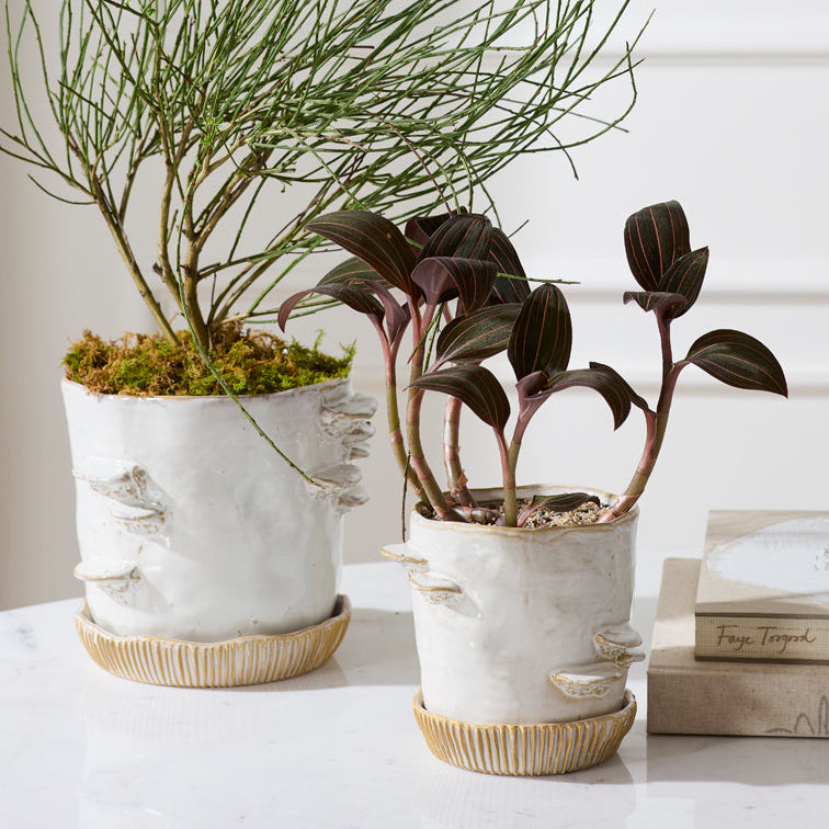 Stepped Mushroom Pot With Saucer