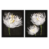 Austin Tulips on Black Framed Art Set of 2