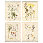 Vision Studio Antique Botanicals Framed Art Set of 4