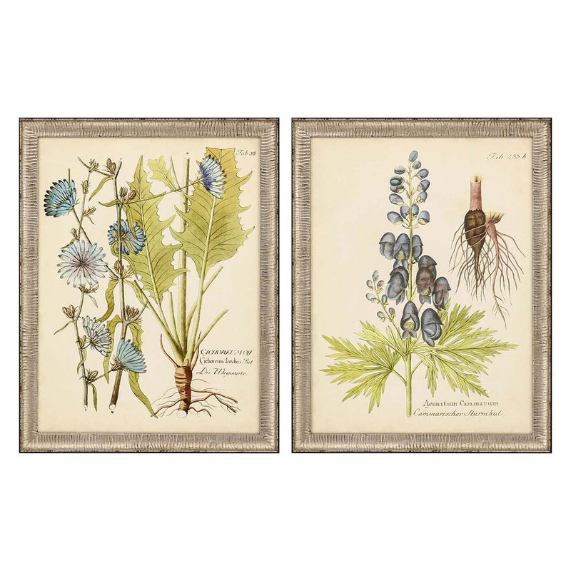 Vision Studio Eloquent Botanicals Framed Art Set of 2