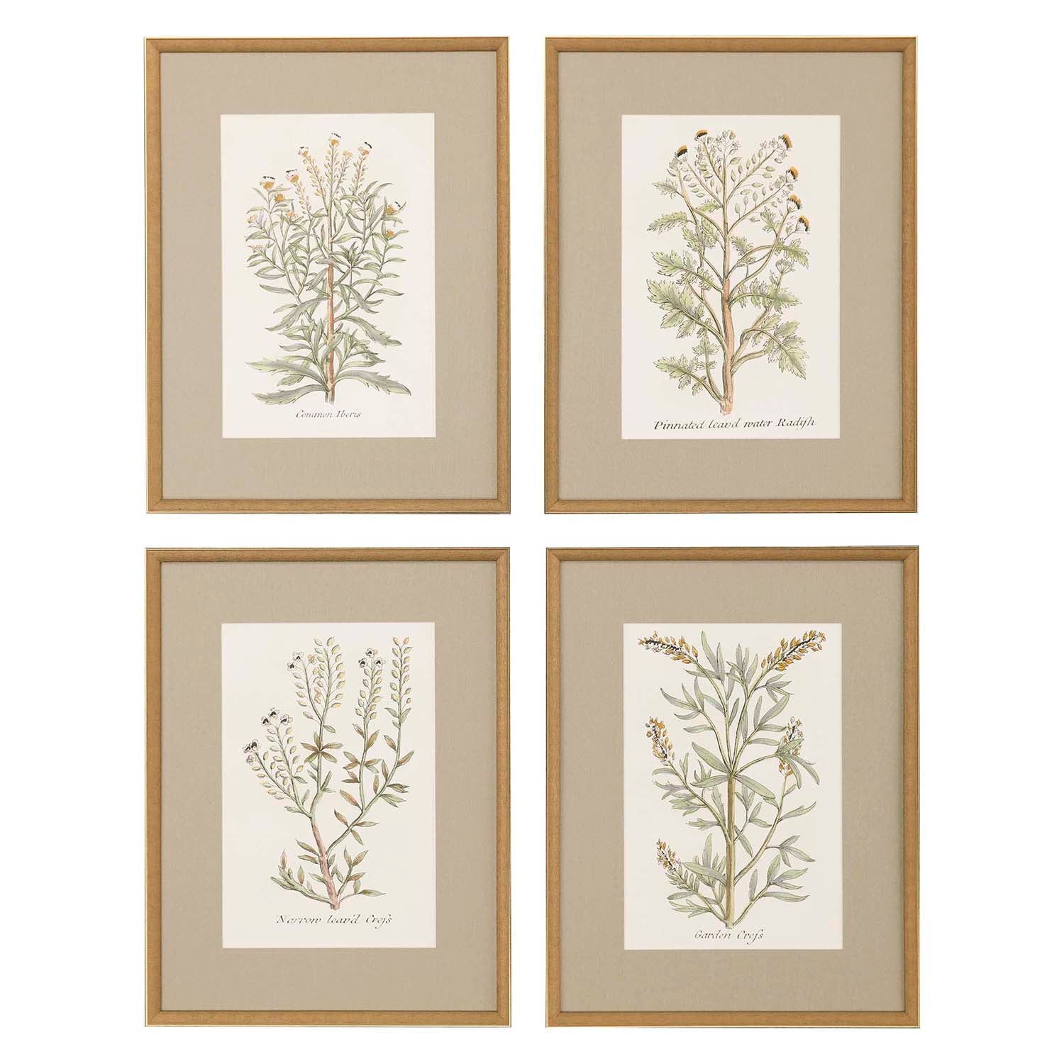 Giclee Studio Botanical Plants Framed Art Set of 4