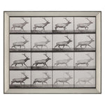 Mugbridge Elk Trotting Framed Art