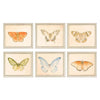 Meagher Butterflies Framed Art Set of 6