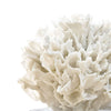 Regina Andrew Ribbon Coral