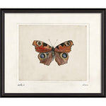 Inachis IO Framed Print