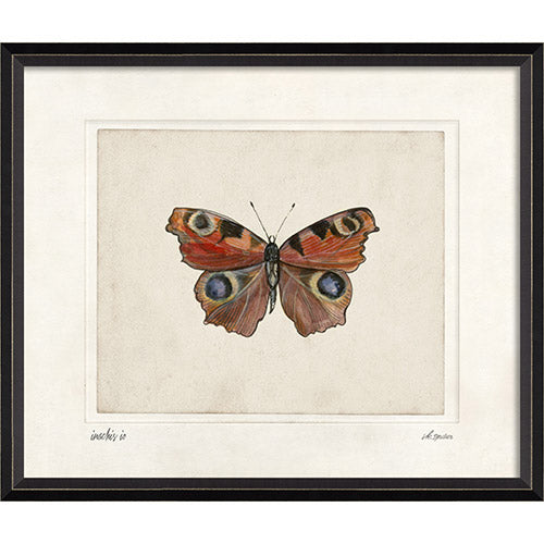 Inachis IO Framed Print