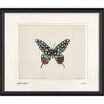 Papilio Antenor Framed Print