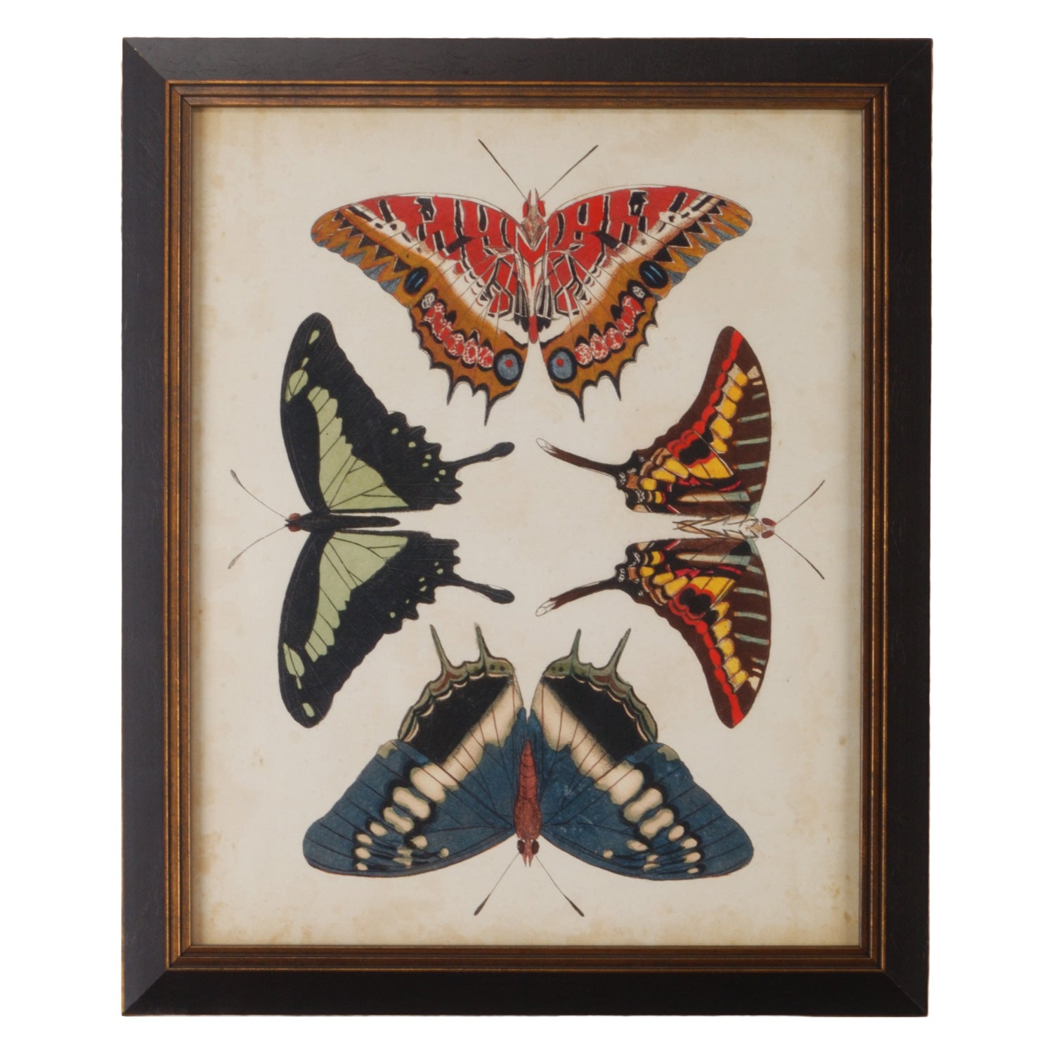 Chelsea House Display Of Butterflies Ii Framed Wall Art