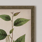 Mendez Plants I Framed Art Set of 3