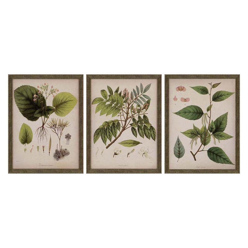 Mendez Plants I Framed Art Set of 3