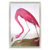 Audubon Flamingo Framed Art
