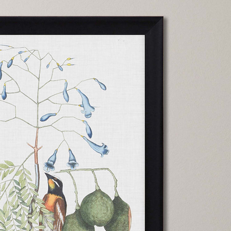 Catesby Studies in Nature II Framed Art