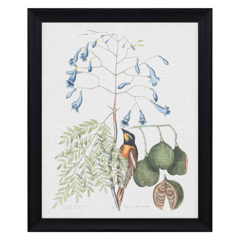 Catesby Studies in Nature II Framed Art