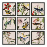Audubon Avian Framed Art Set of 9
