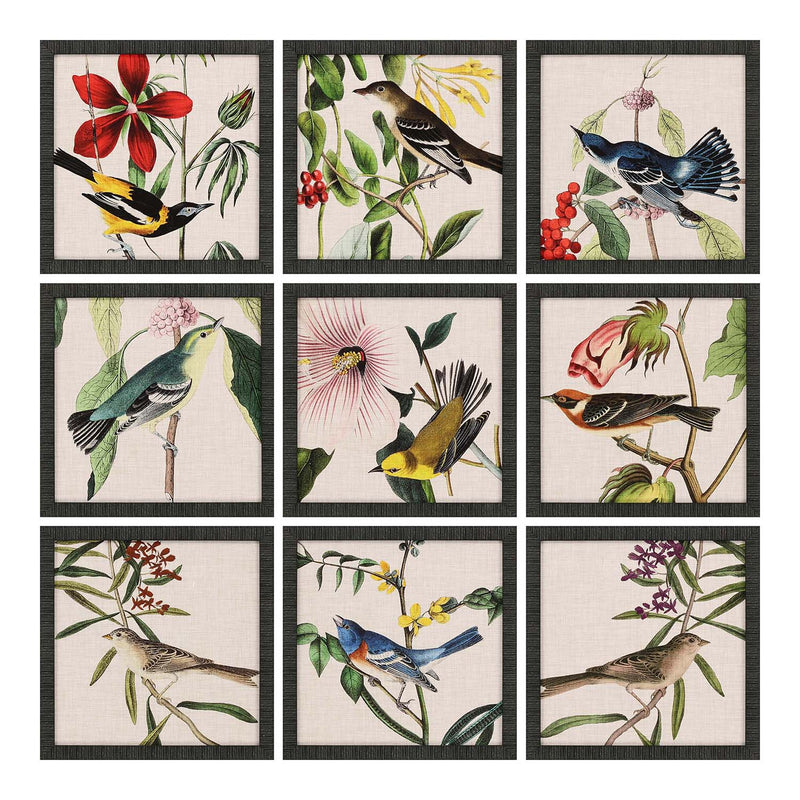 Audubon Avian Framed Art Set of 9