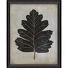 Hawthorn Leaf Framed Print