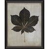 Horse Chestnut Leaf Framed Print