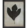 Sassafras Leaf Framed Print