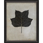 Tulip Tree Leaf Framed Print