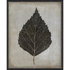 Birch Leaf Framed Print