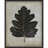 Hawthorn Leaf Framed Print