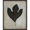 Sassafras Leaf Framed Print