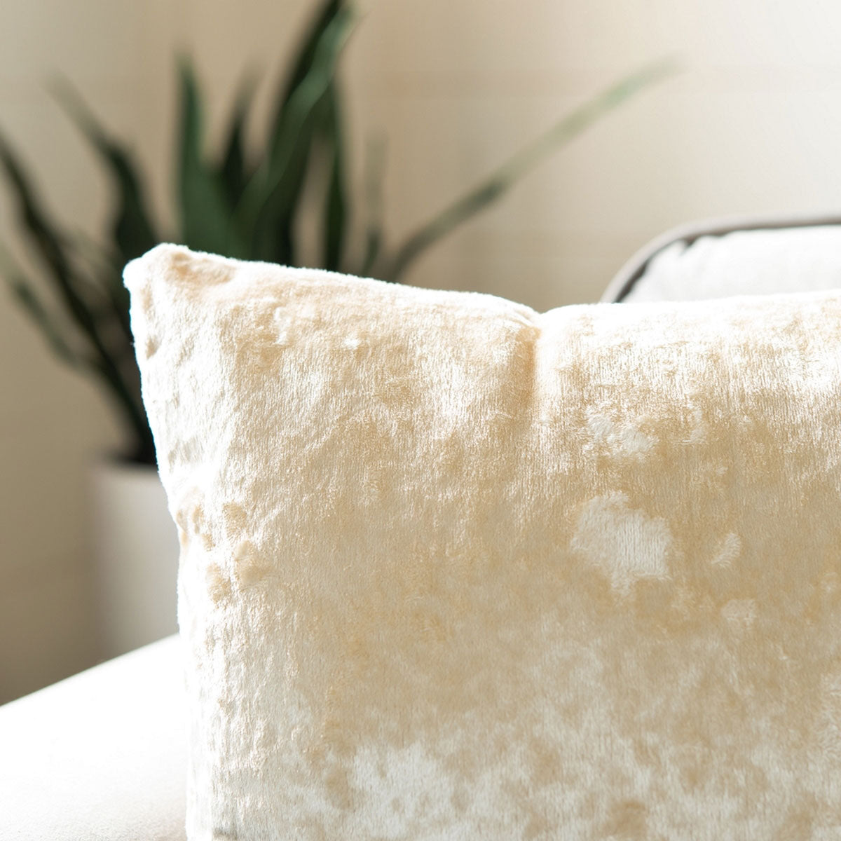 Ana Velvet Throw Pillow