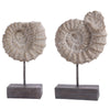 Latimer Ammonite Shell Table Decor Set of 2
